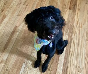 aussiedoodle for adoption in charlotte Photo Black Aussiedoodle dog for adoption in Charlotte NC
