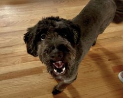 Black aussiedoodle dog for adoption in charlotte nc
