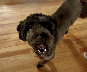 aussiedoodle for adoption in charlotte Photo Black Aussiedoodle dog for adoption in Charlotte NC
