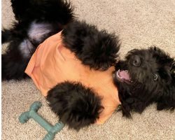 Black aussiedoodle dog for adoption in charlotte nc