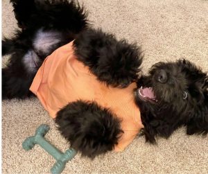 aussiedoodle for adoption in charlotte Photo Black Aussiedoodle dog for adoption in Charlotte NC