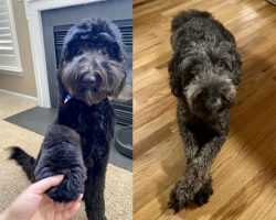Black aussiedoodle dog for adoption in charlotte nc