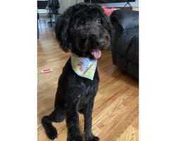 Black aussiedoodle dog for adoption in charlotte nc