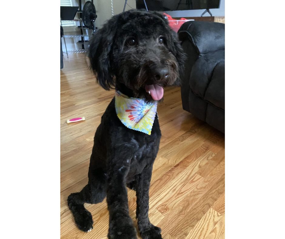 Black Aussiedoodle dog for adoption in Charlotte NC