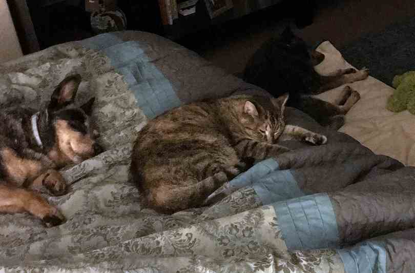 Opal - torbie cat to adopt in murfeesboro tn