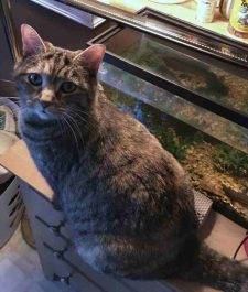 Opal - Torbie Cat To Adopt In Murfeesboro TN