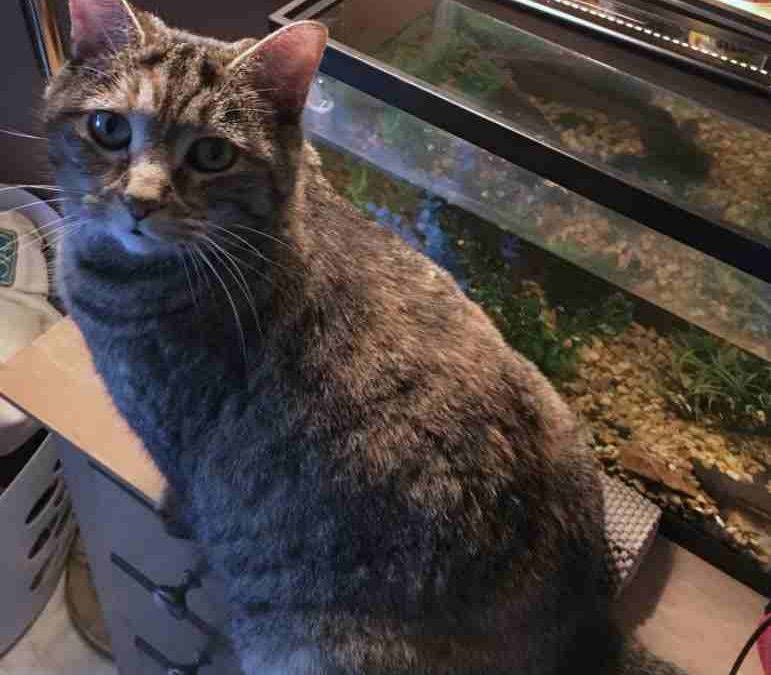 Torbie Cat For Adoption to Quiet Home – Murfreesboro TN – All Supplies Included – Adopt Opal
