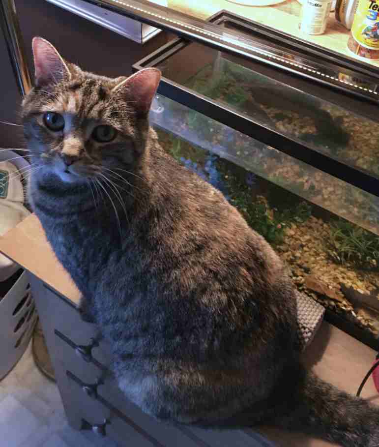 Opal - Torbie Cat to adopt in Murfeesboro TN