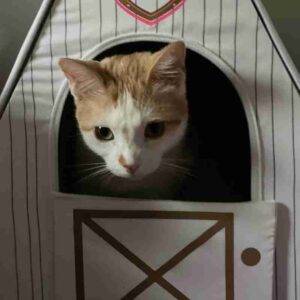 Photo Orange Tabby Cat Adoption Cedar Park Austin TX 1 (4)