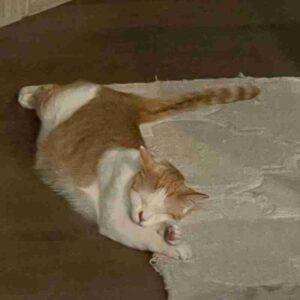 Photo Orange Tabby Cat Adoption Cedar Park Austin TX 1 (4)