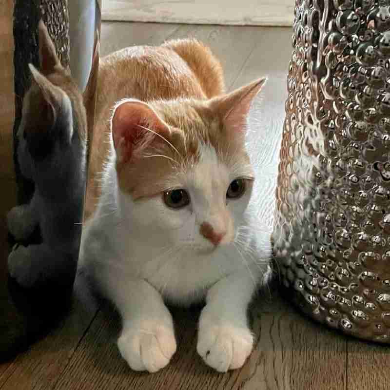 Orange Tabby Cat For Adoption near Austin Texas - Supplies Included ...