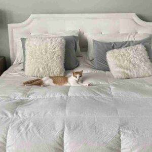 Photo Orange Tabby Cat Adoption Cedar Park Austin TX 1 (4)