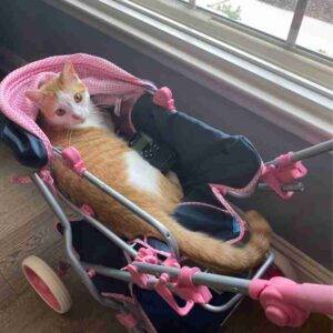 Photo Orange Tabby Cat Adoption Cedar Park Austin TX 1 (4)