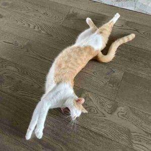 Photo Orange Tabby Cat Adoption Cedar Park Austin TX 1 (4)