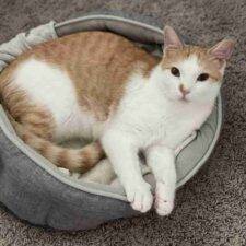 Orange Tabby Cat For Adoption Near Austin Texas - Supplies Included - Adopt Peanut
