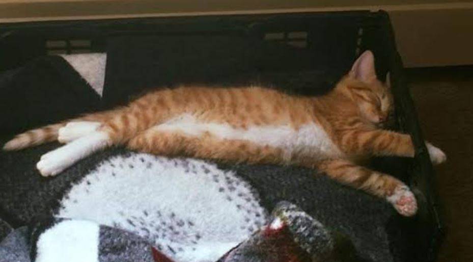 Orange tabby cat adoption edmonton ab 7