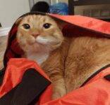 Orange Tabby Cat Adoption Edmonton AB 7