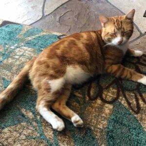 Orange tabby cat adoption houston 1
