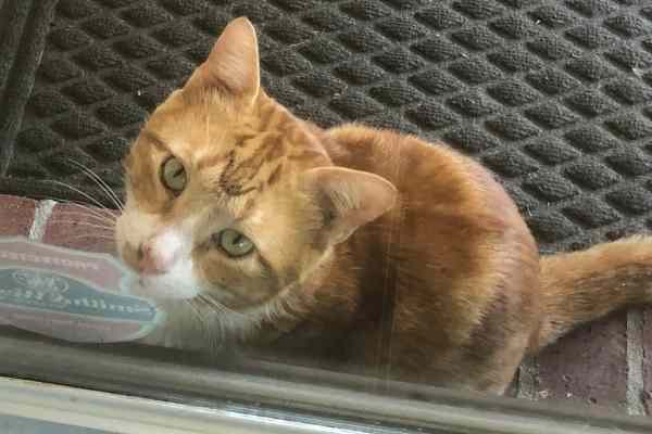 Orange tabby cat adoption houston (4)