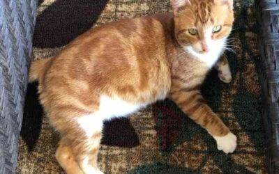 Orange Tabby Cat for Adoption in Porter, Texas – Adopt Marmalade