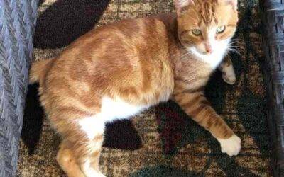 Orange tabby cat for adoption in porter, texas – adopt marmalade