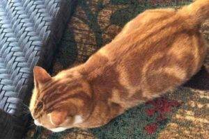 Orange tabby cat adoption houston (6)