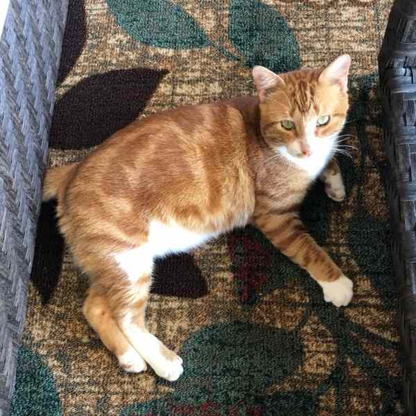 Orange Tabby Cat Adoption Houston
