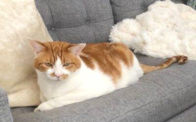 Big beautiful orange tabby cat for adoption in oakland ca – supplies included – adopt mr. Arty