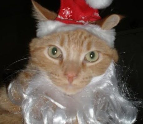 Staying With Owners – Killer – Terrific Tangerine Tabby – Elkhart IN