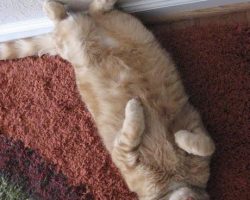 Orange tabby cat for adoption indiana 4