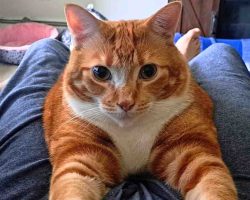 Photo Orange Tabby Cat For Adoption In Edmonton AB