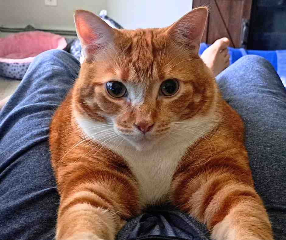 Orange Tabby Cat For Adoption in Edmonton AB
