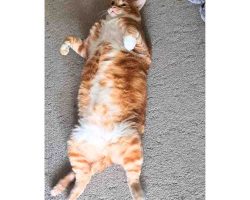 Photo Orange Tabby Cat For Adoption In Edmonton AB