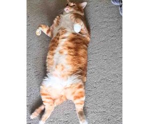 Photo Orange Tabby Cat For Adoption in Edmonton AB