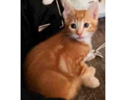 Photo Orange Tabby Cat For Adoption In Edmonton AB
