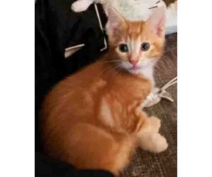 Photo Orange Tabby Cat For Adoption in Edmonton AB