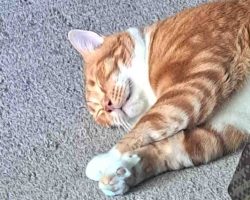 Photo Orange Tabby Cat For Adoption In Edmonton AB