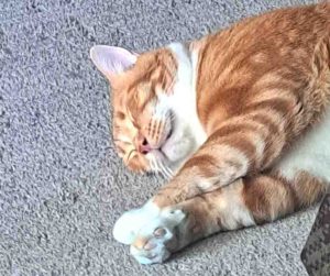 Photo Orange Tabby Cat For Adoption in Edmonton AB