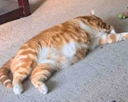 Photo Orange Tabby Cat For Adoption In Edmonton AB