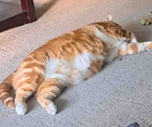 Photo Orange Tabby Cat For Adoption in Edmonton AB