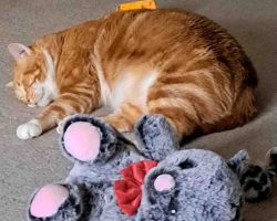 Photo Orange Tabby Cat For Adoption In Edmonton AB