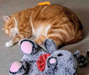 Photo Orange Tabby Cat For Adoption in Edmonton AB