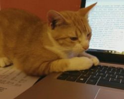 Orange tabby cat for adoption in new orleans