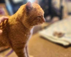 Orange Tabby Cat For Adoption In Perris CA