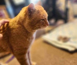 Orange Tabby Cat For Adoption in Perris CA