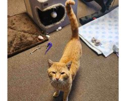 Orange Tabby Cat For Adoption In Perris CA