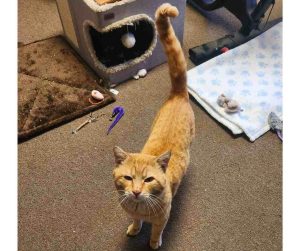 Orange Tabby Cat For Adoption in Perris CA