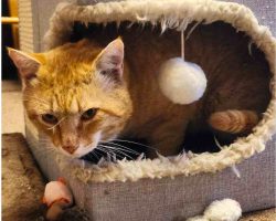 Orange Tabby Cat For Adoption In Perris CA
