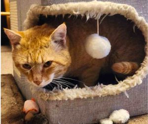 Orange Tabby Cat For Adoption in Perris CA