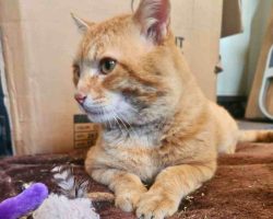 Orange Tabby Cat For Adoption In Perris CA